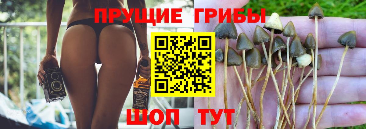 Галлюциногенные грибы Cubensis  Вход с VPN  Галлюциногенные грибы Psilocybine cubensis  Полевской 
